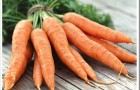 Сорт моркови: Шантенэ а кур руж 2